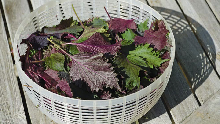 Mặt nạ tía tô có tác dụng gì?