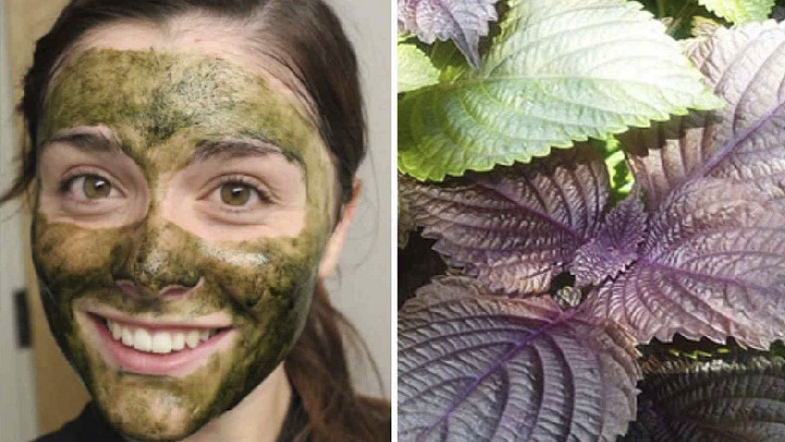 Lưu ý khi bảo quản mặt nạ tía tô