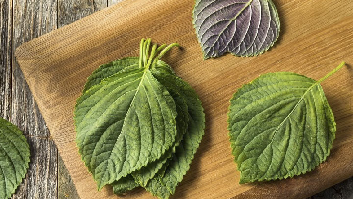 Chuẩn bị lá tía tô rửa sạch