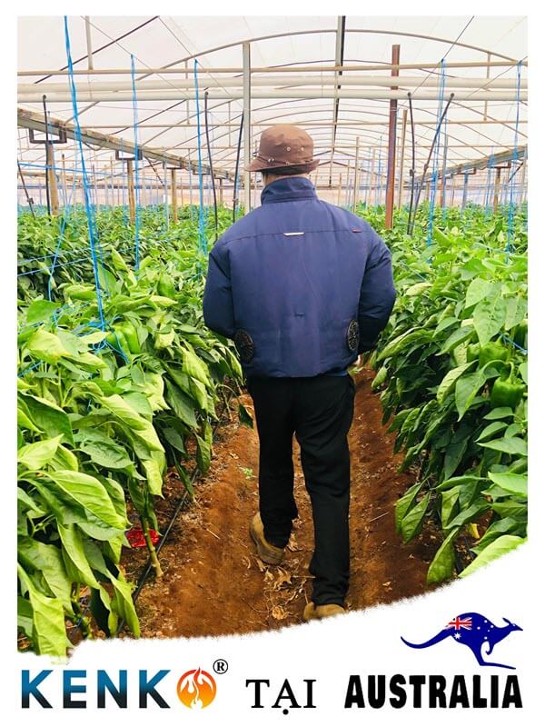 Áo Kenko tại Autralia