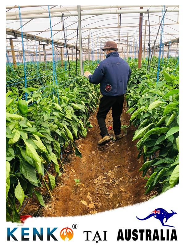 Áo KenKo được ưu chuộng tại thị trường Australia